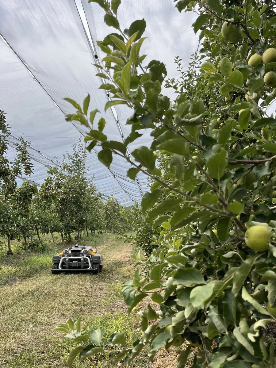 Maston nel frutteto di Botta Farms