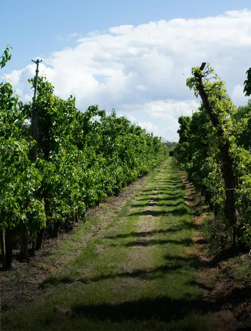 Paesaggio di vigneti